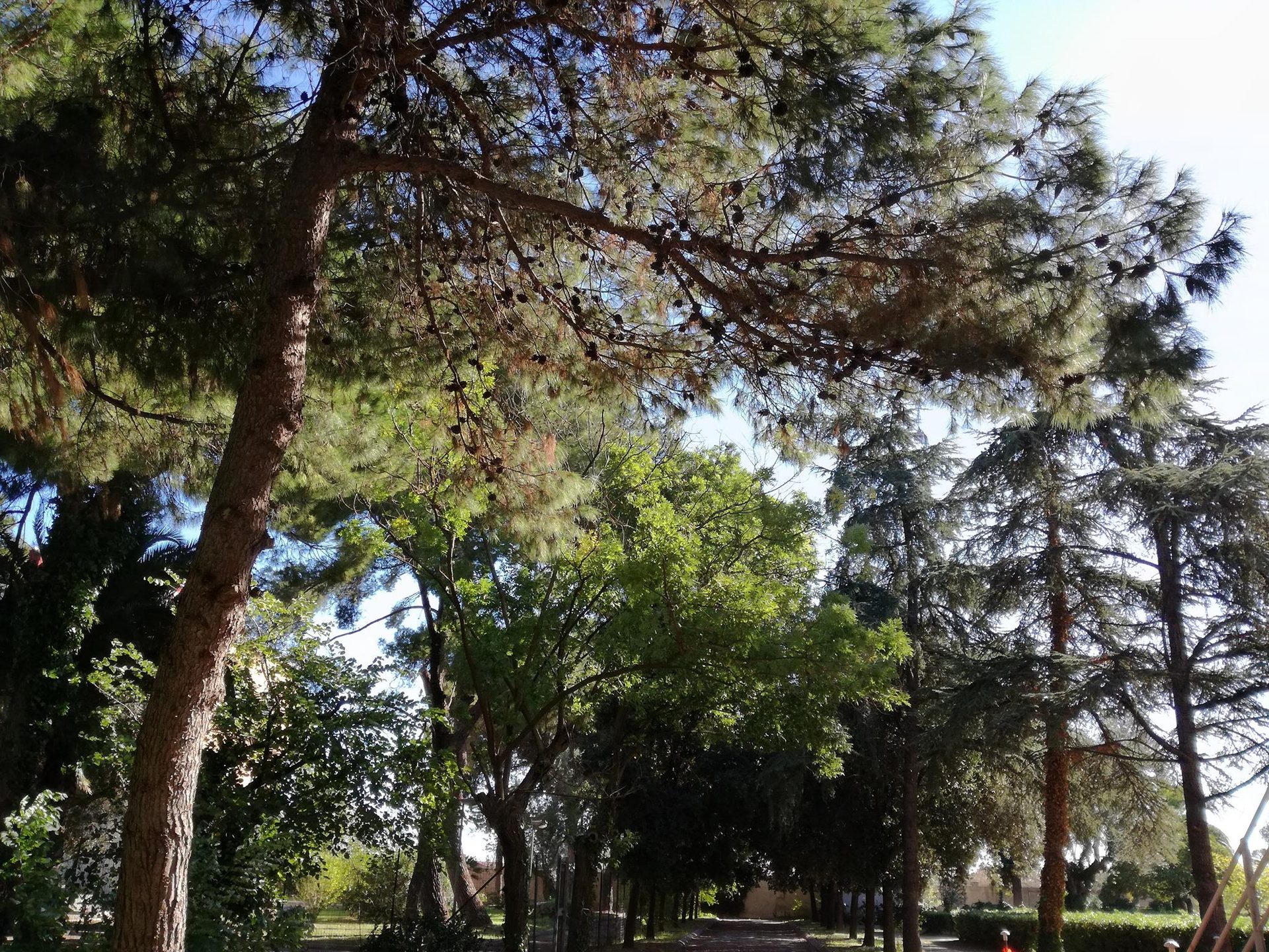 Ospedale Testa giardino.jpg